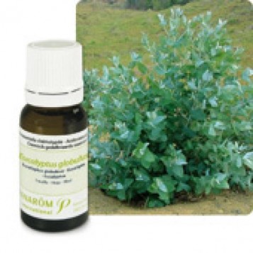 Huile Essentielle Eucalyptus globuleux (Eucalyptus globulus) 10ml